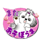 B＆W シーズー犬「カラフルな吹き出し」（個別スタンプ：36）