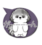 B＆W シーズー犬「カラフルな吹き出し」（個別スタンプ：38）