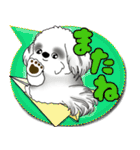 B＆W シーズー犬「カラフルな吹き出し」（個別スタンプ：39）