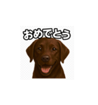 ラブラドール・レトリバー-チョコレート2（個別スタンプ：3）