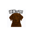 ラブラドール・レトリバー-チョコレート2（個別スタンプ：5）