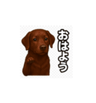 ラブラドール・レトリバー-チョコレート2（個別スタンプ：6）