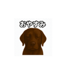 ラブラドール・レトリバー-チョコレート2（個別スタンプ：7）