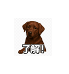 ラブラドール・レトリバー-チョコレート2（個別スタンプ：8）