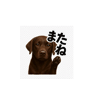ラブラドール・レトリバー-チョコレート2（個別スタンプ：9）