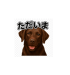 ラブラドール・レトリバー-チョコレート2（個別スタンプ：11）