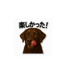 ラブラドール・レトリバー-チョコレート2（個別スタンプ：13）