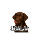 ラブラドール・レトリバー-チョコレート2（個別スタンプ：15）