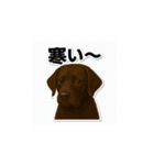 ラブラドール・レトリバー-チョコレート2（個別スタンプ：16）