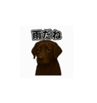 ラブラドール・レトリバー-チョコレート2（個別スタンプ：20）