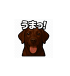 ラブラドール・レトリバー-チョコレート2（個別スタンプ：31）