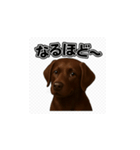 ラブラドール・レトリバー-チョコレート2（個別スタンプ：37）