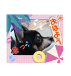 No.13愛しのチワピンびーちゃん夏ver（個別スタンプ：1）