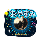 No.13愛しのチワピンびーちゃん夏ver（個別スタンプ：5）
