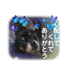 No.13愛しのチワピンびーちゃん夏ver（個別スタンプ：7）