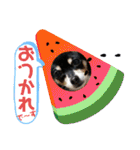No.13愛しのチワピンびーちゃん夏ver（個別スタンプ：8）