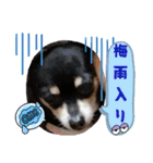 No.13愛しのチワピンびーちゃん夏ver（個別スタンプ：14）