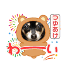 No.13愛しのチワピンびーちゃん夏ver（個別スタンプ：15）