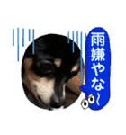 No.13愛しのチワピンびーちゃん夏ver（個別スタンプ：16）