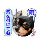 No.13愛しのチワピンびーちゃん夏ver（個別スタンプ：17）