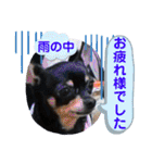 No.13愛しのチワピンびーちゃん夏ver（個別スタンプ：19）