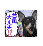 No.13愛しのチワピンびーちゃん夏ver（個別スタンプ：20）