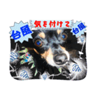 No.13愛しのチワピンびーちゃん夏ver（個別スタンプ：21）