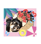 No.13愛しのチワピンびーちゃん夏ver（個別スタンプ：25）