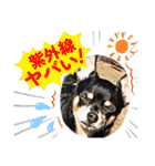 No.13愛しのチワピンびーちゃん夏ver（個別スタンプ：26）
