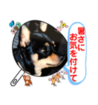 No.13愛しのチワピンびーちゃん夏ver（個別スタンプ：28）