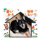 No.13愛しのチワピンびーちゃん夏ver（個別スタンプ：29）