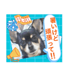 No.13愛しのチワピンびーちゃん夏ver（個別スタンプ：31）