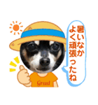 No.13愛しのチワピンびーちゃん夏ver（個別スタンプ：32）