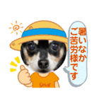 No.13愛しのチワピンびーちゃん夏ver（個別スタンプ：33）
