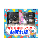 No.13愛しのチワピンびーちゃん夏ver（個別スタンプ：35）