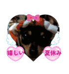 No.13愛しのチワピンびーちゃん夏ver（個別スタンプ：37）