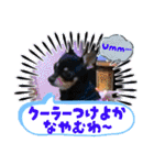 No.13愛しのチワピンびーちゃん夏ver（個別スタンプ：38）