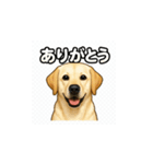 ラブラドール・レトリバー-イエロー2（個別スタンプ：1）