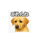 ラブラドール・レトリバー-イエロー2（個別スタンプ：2）