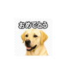 ラブラドール・レトリバー-イエロー2（個別スタンプ：3）