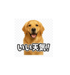 ラブラドール・レトリバー-イエロー2（個別スタンプ：19）