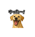 ラブラドール・レトリバー-イエロー2（個別スタンプ：23）