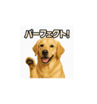 ラブラドール・レトリバー-イエロー2（個別スタンプ：25）