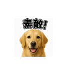 ラブラドール・レトリバー-イエロー2（個別スタンプ：28）