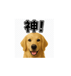ラブラドール・レトリバー-イエロー2（個別スタンプ：29）