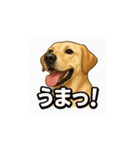 ラブラドール・レトリバー-イエロー2（個別スタンプ：31）