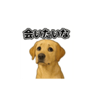 ラブラドール・レトリバー-イエロー2（個別スタンプ：34）
