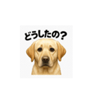 ラブラドール・レトリバー-イエロー2（個別スタンプ：35）