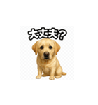 ラブラドール・レトリバー-イエロー2（個別スタンプ：36）