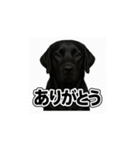 ラブラドール・レトリバー-黒2（個別スタンプ：1）